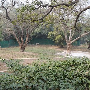 enclosure for white tigers