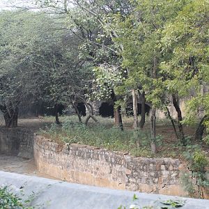 enclosure for Indian Wolves