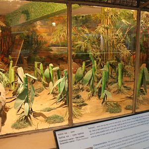 terrarium for Common Rat Snake (Ptyas muscosus)