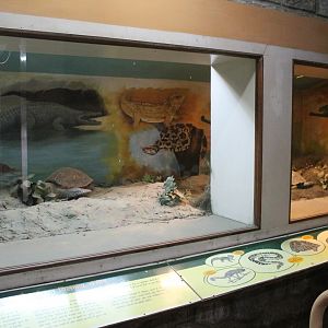 terrariums with reptile models