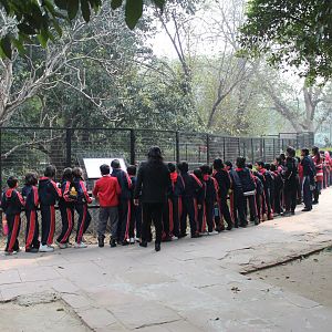 the popular Spectacled Caiman