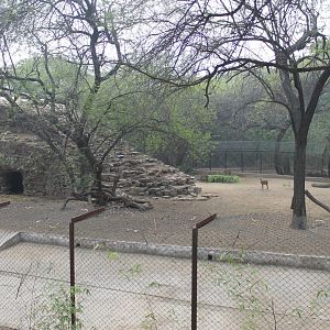 enclosure for Grey Gorals