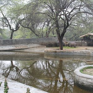 enclosure for Common Hippos