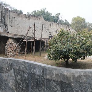 enclosure for Hoolock Gibbons