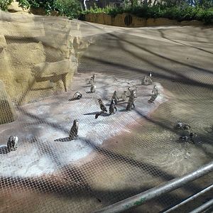 Humboldt penguins: bird flu edition