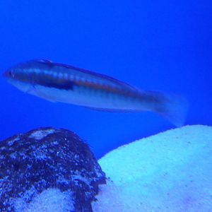 Mediterranean rainbow wrasse