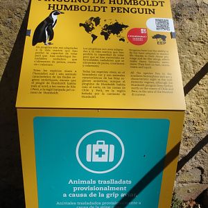 Temporary humboldt penguin sign