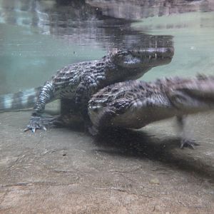 Broad-snouted caimans
