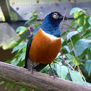 Superb Starling - 4 March 2017