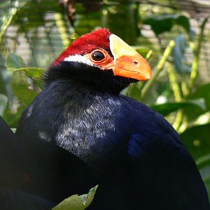 Violet Turaco - 4 March 2017