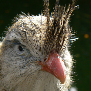 Red-legged Seriema - 4 March 2017