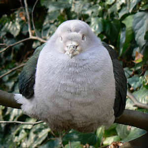 Sunda Green Imperial Pigeon - 4 March 2017