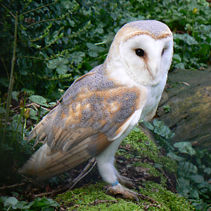 Barn Owl - 4 March 2017