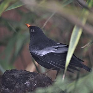 Grey-winged Blackbird at Chester, 04/03/17