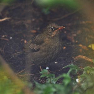 Grey-winged Blackbird at Chester, 04/03/17