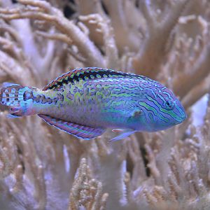 Vermiculate Wrasse at Chester, 04/03/17