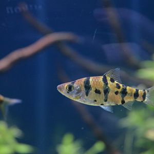 Foersch's Barb at Chester, 04/03/17