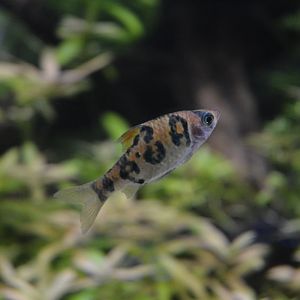 Snakeskin Barb at Chester, 04/03/17