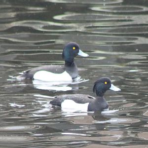 Tufted ducks