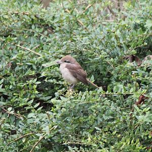 Brown shrike