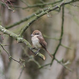 Brown shrike