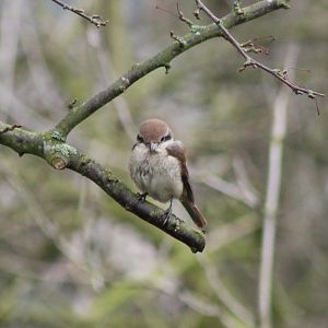 Brown shrike