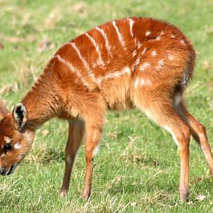 Young Sitatunga; Whipsnade; 4th March 2017