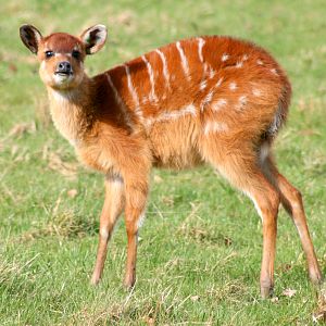 Young Sitatunga; Whipsnade; 4th March 2017