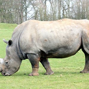 White Rhinoceros; Whipsnade; 4th March 2017