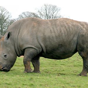 White Rhinoceros;  Whipsnade; 4th March 2017