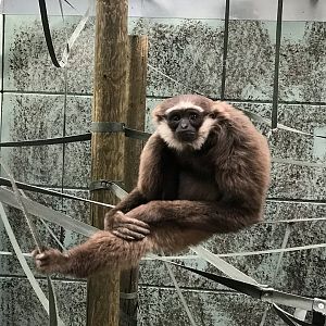 Twycross Zoo - 4/3/2017