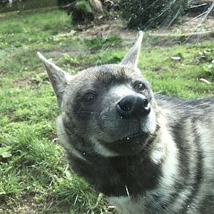 Twycross Zoo - 4/3/2017