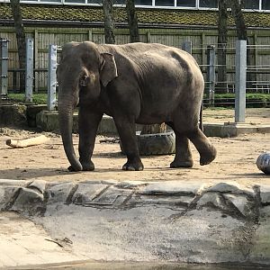 Twycross Zoo - 4/3/2017