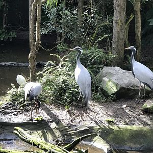 Twycross Zoo - 4/3/2017
