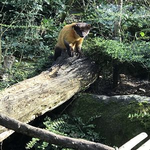 Twycross Zoo - 4/3/2017