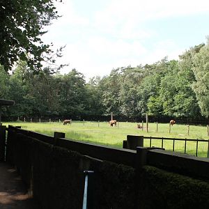 Wisent-enclosure