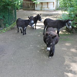Donkeys