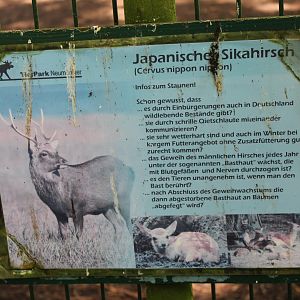Sign Japanese sika deer - In need to be cleaned !