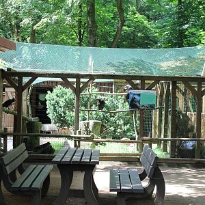 Aviary Northern bald ibis