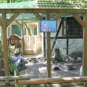Enclosure Guinea-pig