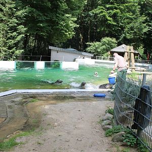 Feeding-time Seals