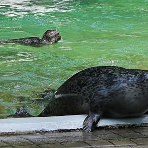Harbour seals