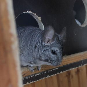 Chinchilla
