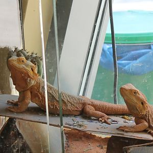Bearded dragons