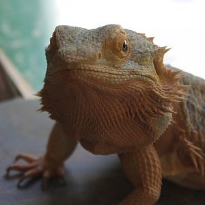 Bearded dragon