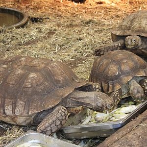 African spurred tortoises