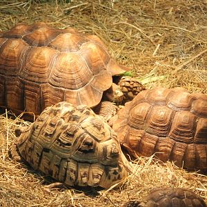African spurred tortoises and Leopard tortoise