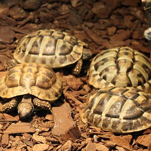 Baby Tortoises