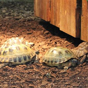 Horsfield tortoises