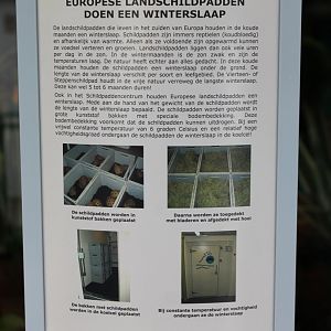 Information Turtle - Tortoise Hibrination